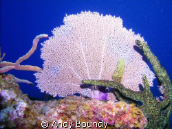 Sometimes, you find one that we have not managed to mess-... by Andy Boundy 